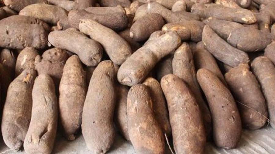 Cassava Tubers 100kg