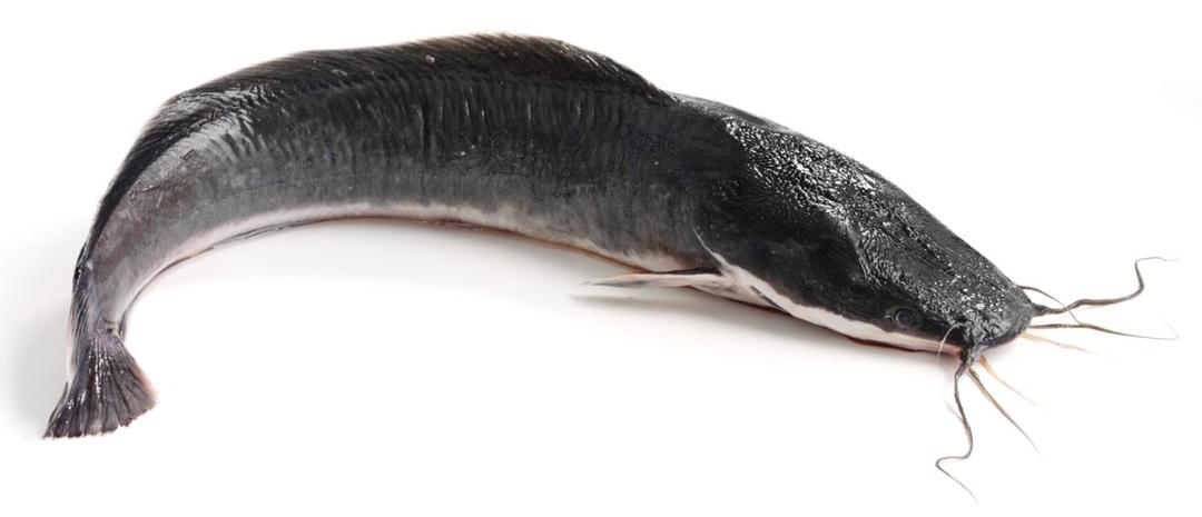 Catfish (Live) 1kg