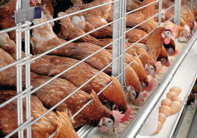 Chicken Layers (Point-of-Lay)