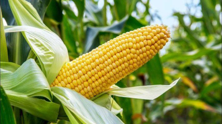 Maize (Yellow) 50kg