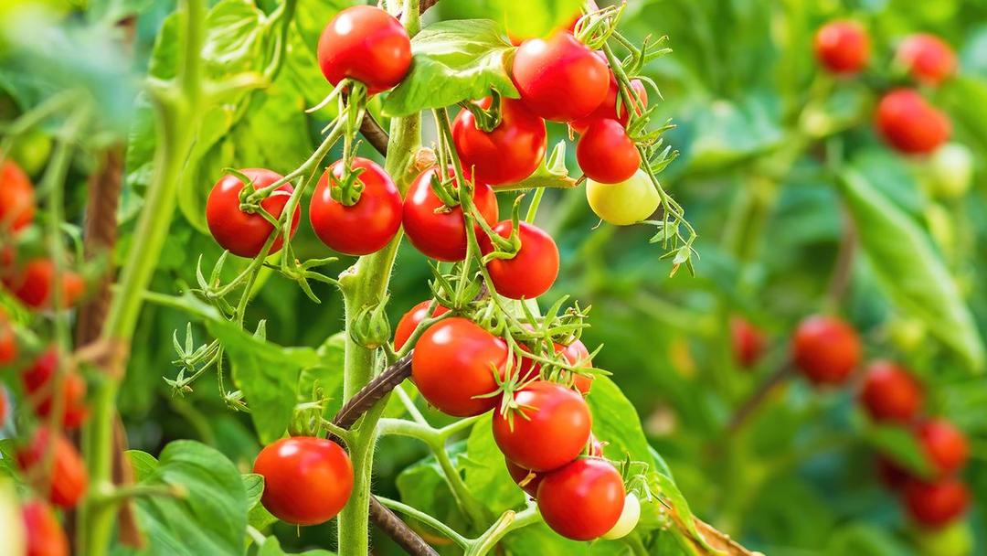 Tomatoes (Crate)